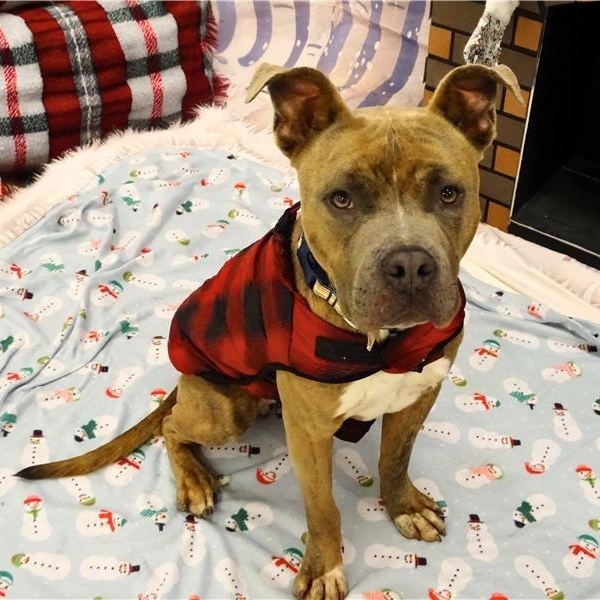 Enlarge Kashi, a Adoptable Pit Bull Terrier in Prince Frederick, MD image 1/5