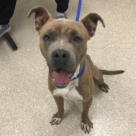 Enlarge Kashi, a Adoptable Pit Bull Terrier in Prince Frederick, MD image 4/5