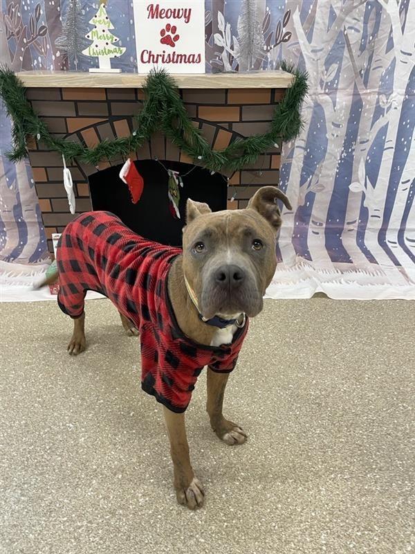 Enlarge Kashi, a Adoptable Pit Bull Terrier in Prince Frederick, MD image 2/5