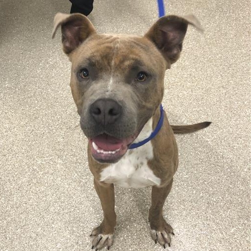 Enlarge Kashi, a Adoptable Pit Bull Terrier in Prince Frederick, MD image 5/5