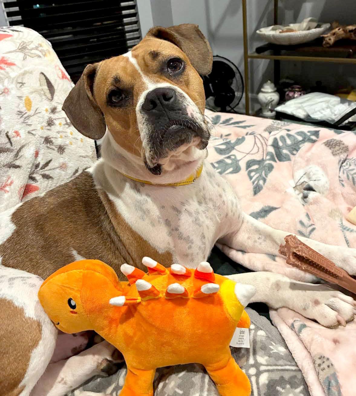 Enlarge Tara (AO37543), a Adoptable mixed breed in Kansas City, KS image 2/6