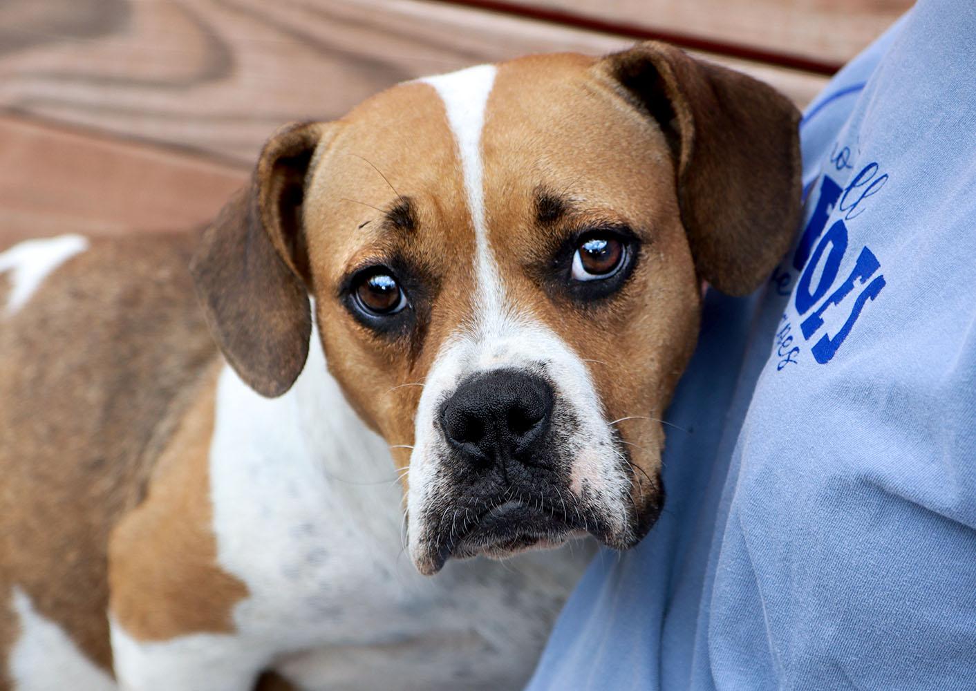 Enlarge Tara (AO37543), a Adoptable mixed breed in Kansas City, KS image 6/6