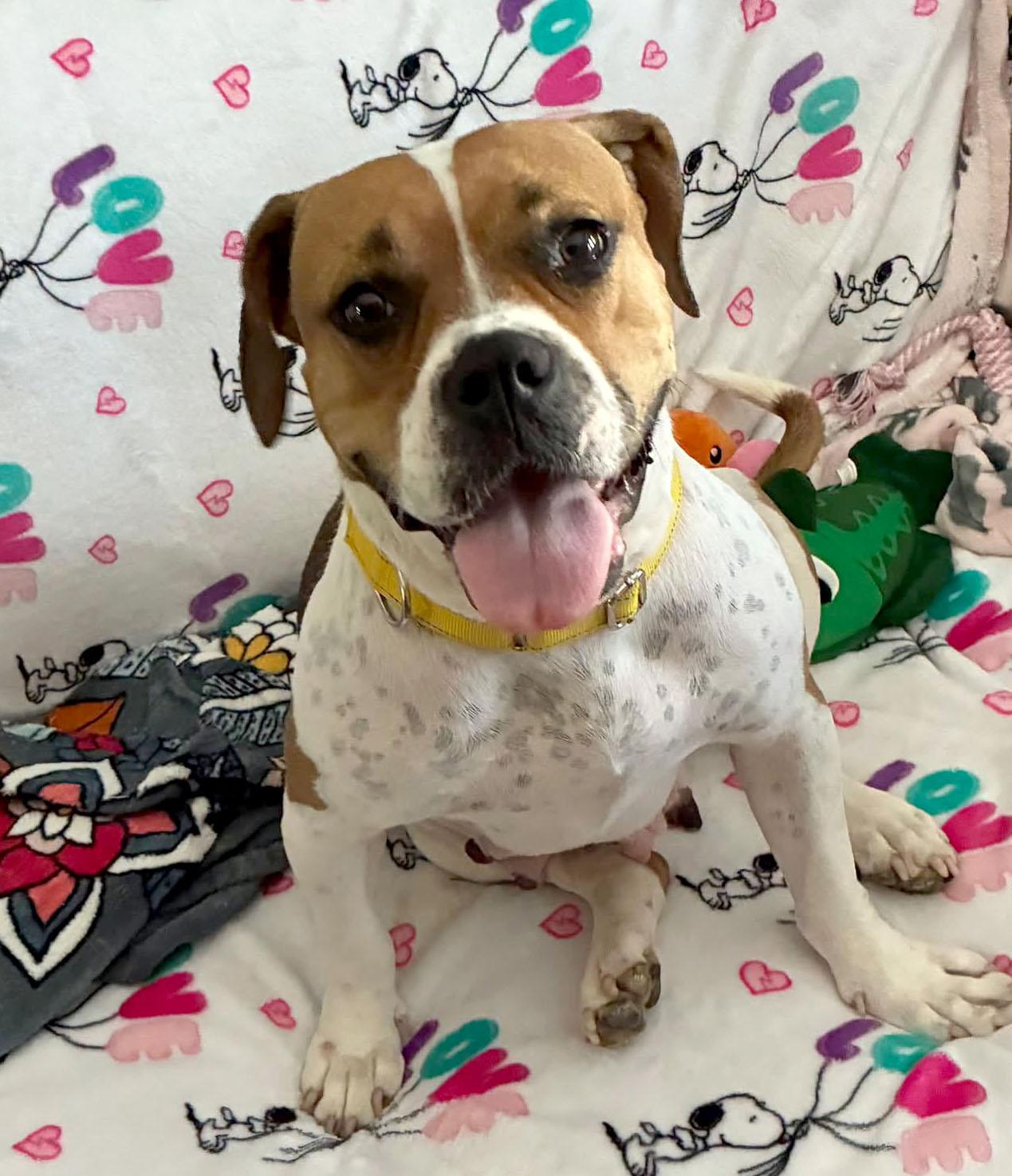 Tara (AO37543), Adoptable, Young Female Boxer & Pit Bull Terrier.