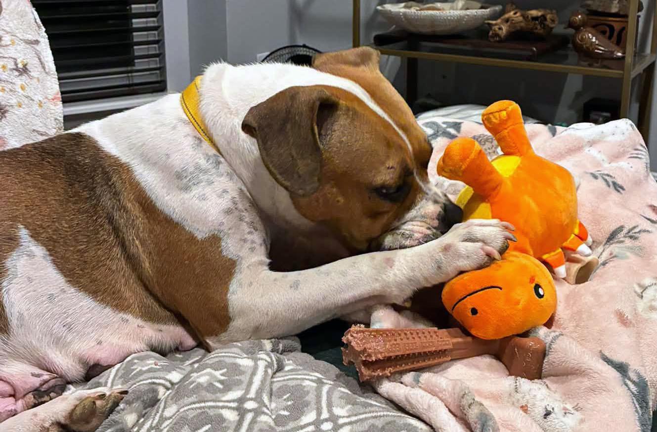 Enlarge Tara (AO37543), a Adoptable mixed breed in Kansas City, KS image 5/6