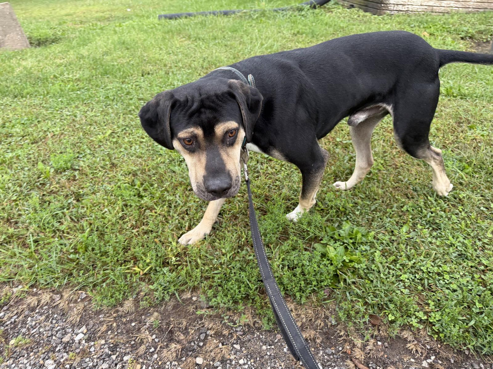 Luther, Adoptable, Young Male Hound.