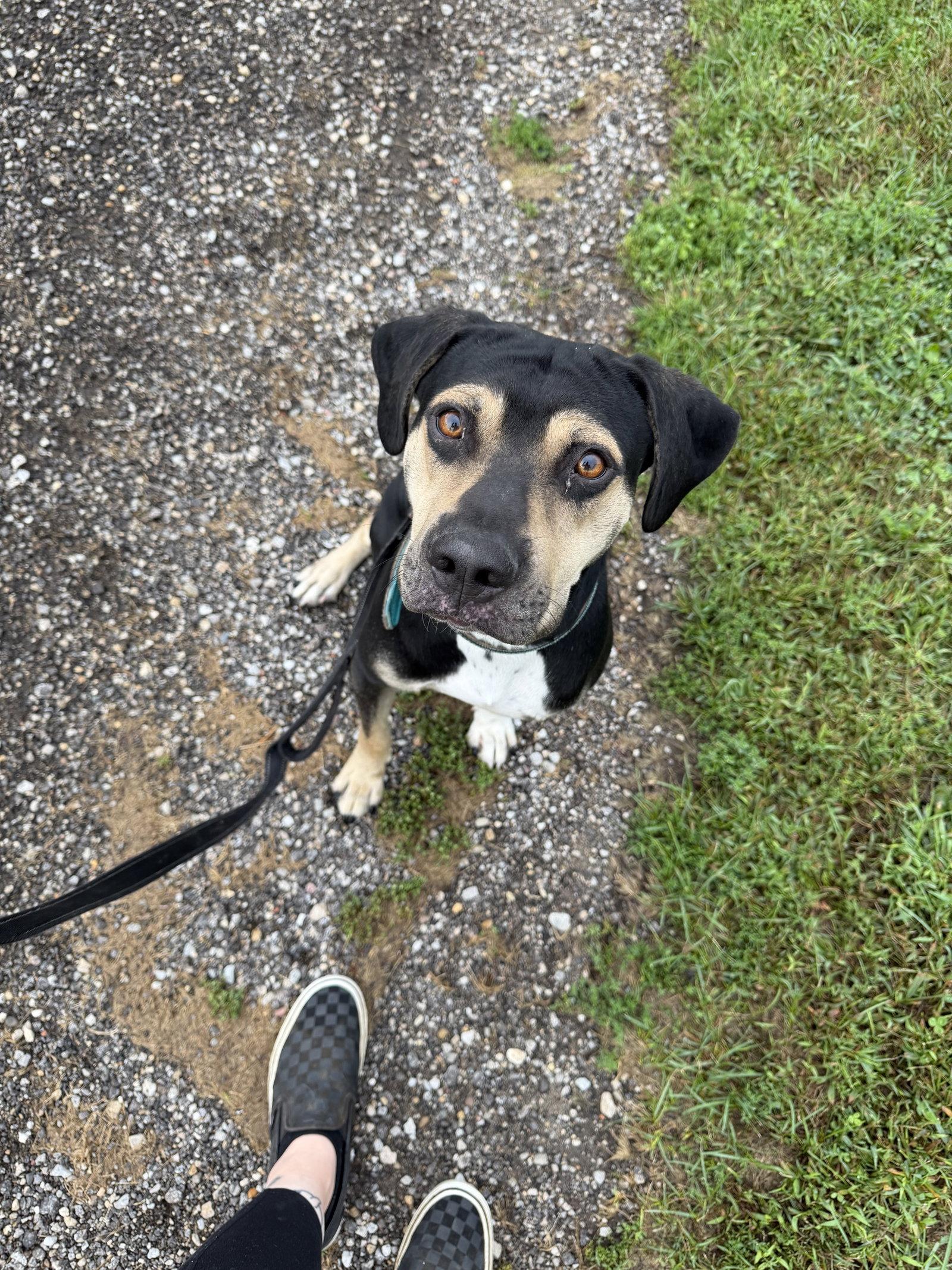 Enlarge Luther, a Adoptable Hound in Williamsburg, IA image 2/2