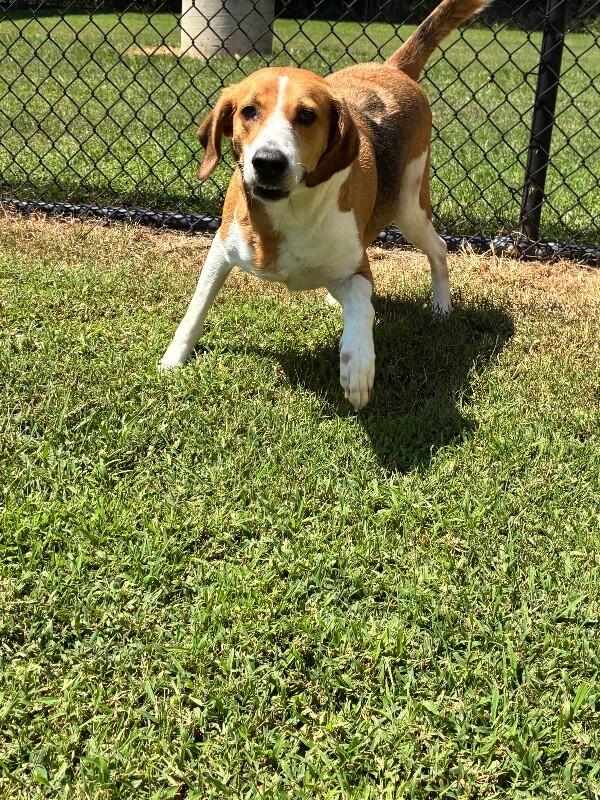 Dixie, Adoptable, Adult Female Hound & Mixed Breed.