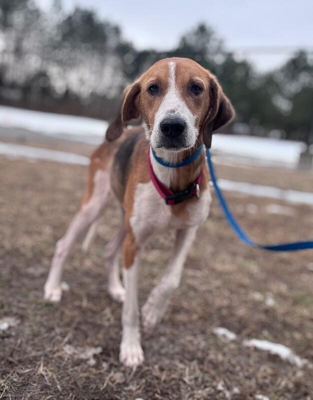 Enlarge Dixie, a Adoptable Hound in Disputanta, VA image 1/2