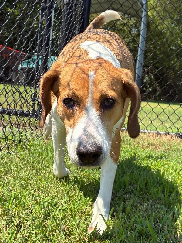Enlarge Dixie, a Adoptable mixed breed in Disputanta, VA image 3/3