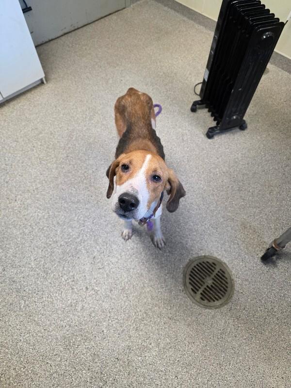Enlarge Dixie, a Adoptable Hound in Disputanta, VA image 2/2