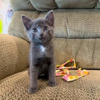 Enlarge Taylor, a Adoptable Domestic Short Hair in Fulton, MO image 1/2