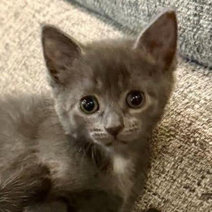 Enlarge Taylor, a Adoptable Domestic Short Hair in Fulton, MO image 2/2