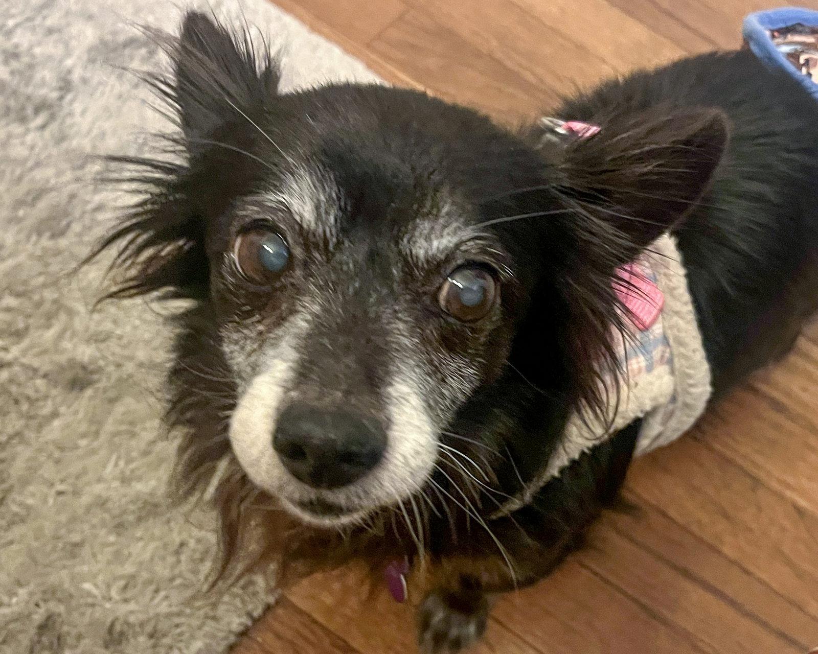 Enlarge Rigatoni, a Adopted Chihuahua in Corona, CA image 1/3