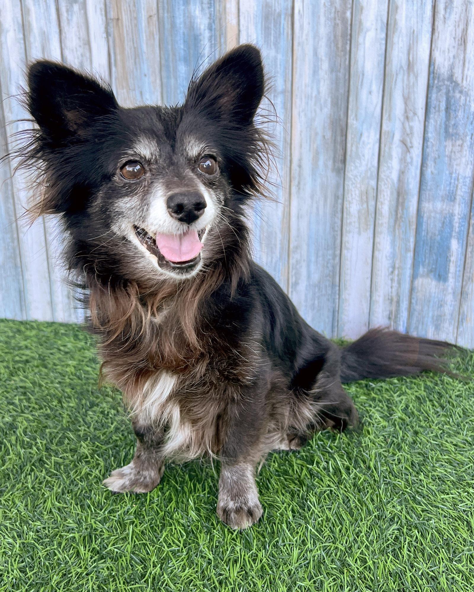 Enlarge Rigatoni, a Adopted Chihuahua in Corona, CA image 2/3