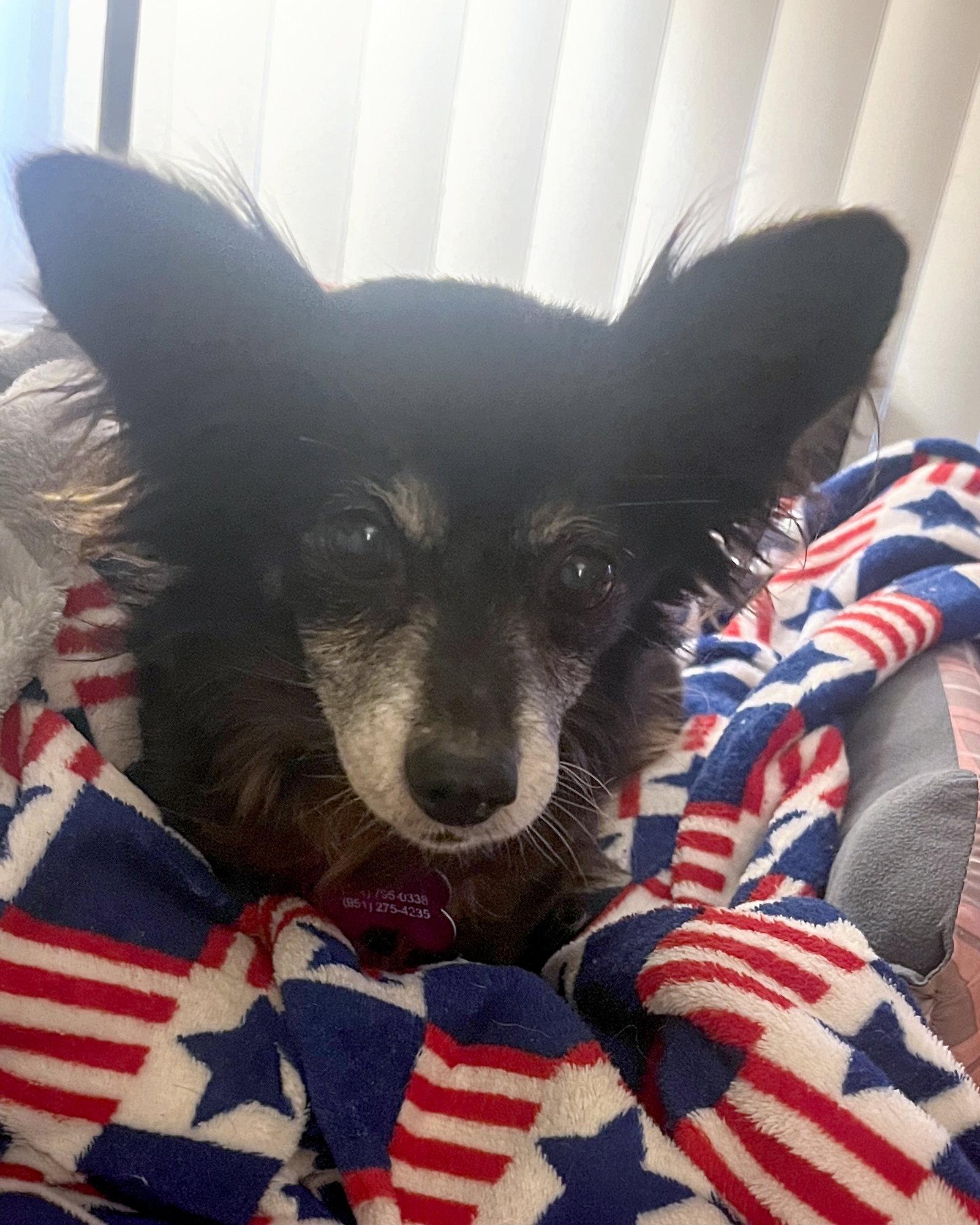 Enlarge Rigatoni, a Adopted Chihuahua in Corona, CA image 3/3