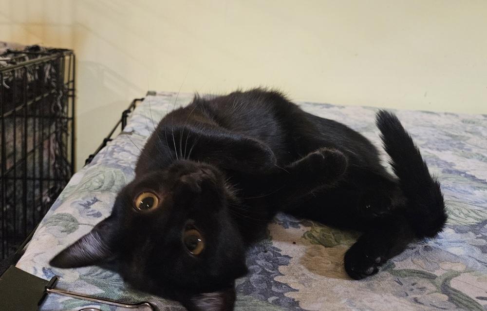 Enlarge Package, a Adoptable Domestic Short Hair in Greensboro, NC image 1/6