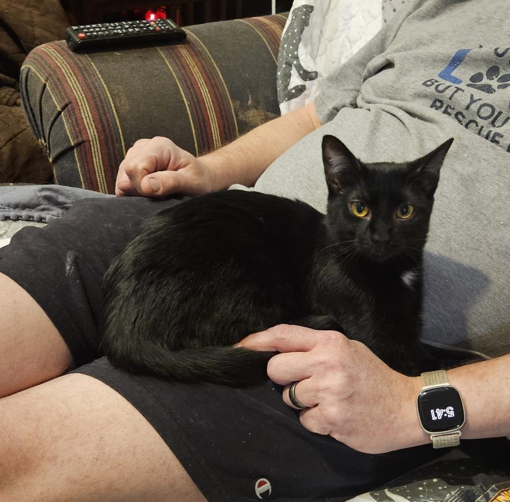 Enlarge Package, a Adoptable Domestic Short Hair in Greensboro, NC image 2/6