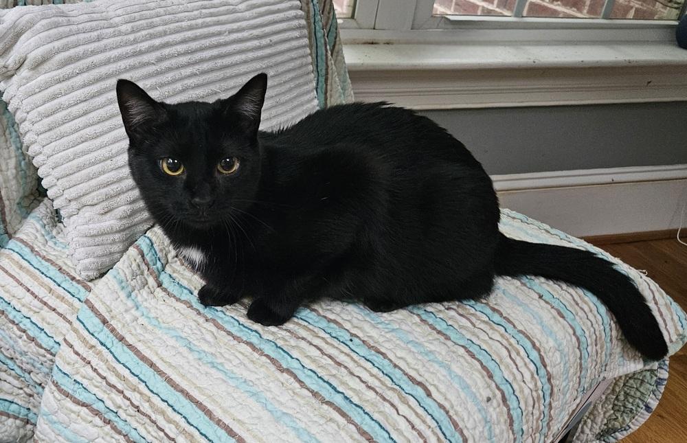 Enlarge Package, a Adoptable Domestic Short Hair in Greensboro, NC image 3/6