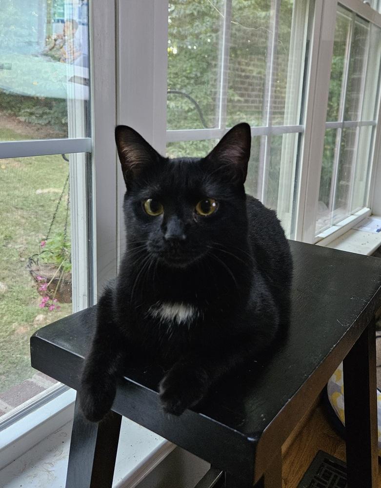 Enlarge Package, a Adoptable Domestic Short Hair in Greensboro, NC image 4/6