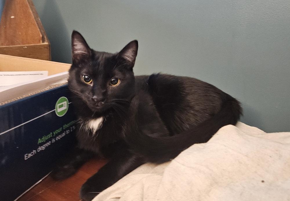 Enlarge Package, a Adoptable Domestic Short Hair in Greensboro, NC image 5/6