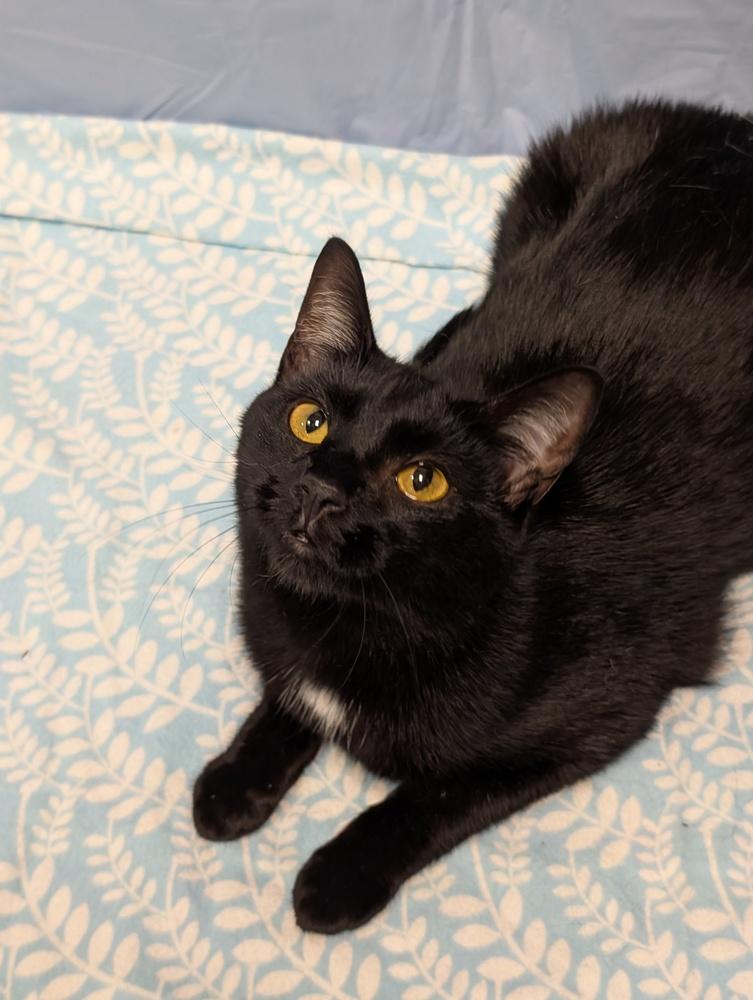 Enlarge Package, a Adoptable Domestic Short Hair in Greensboro, NC image 6/6