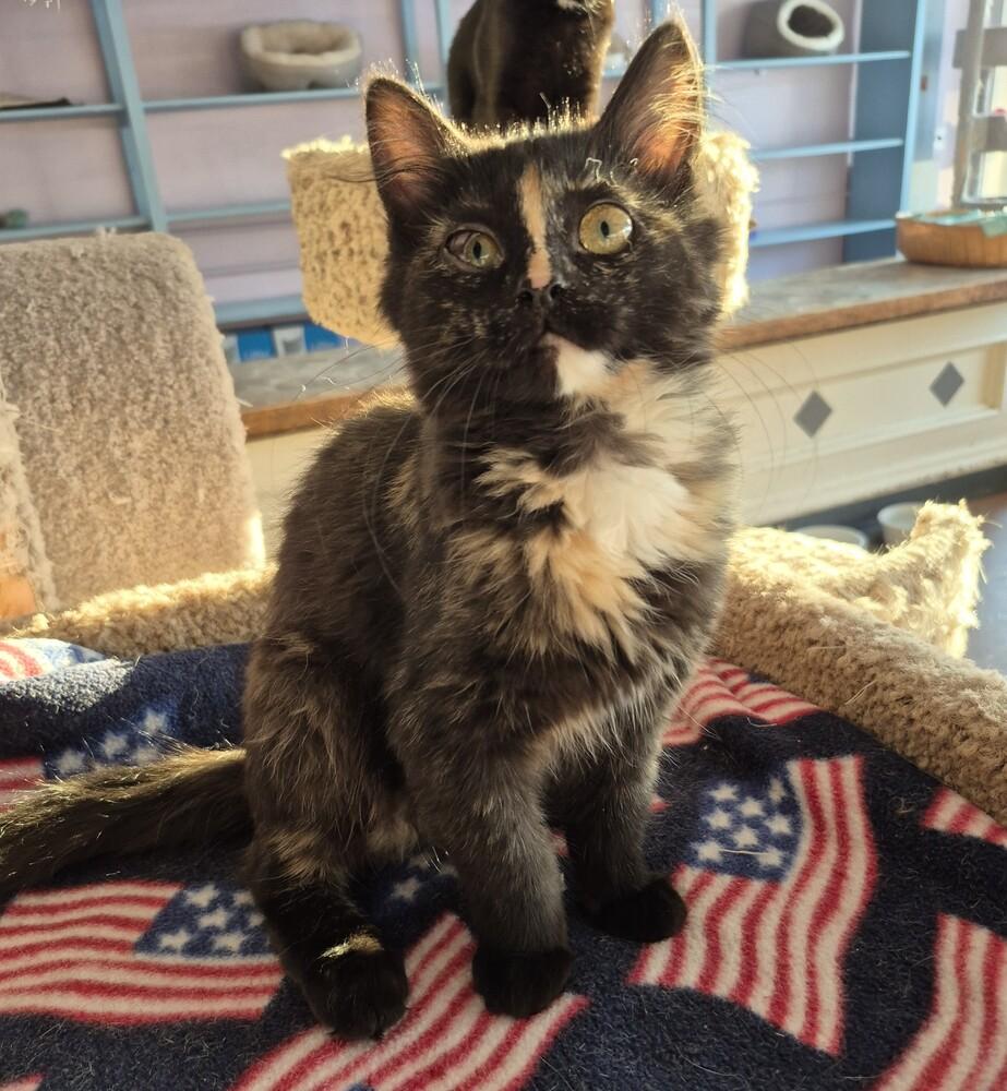 Jewls, ADOPTABLE, Young Female Domestic Long Hair.