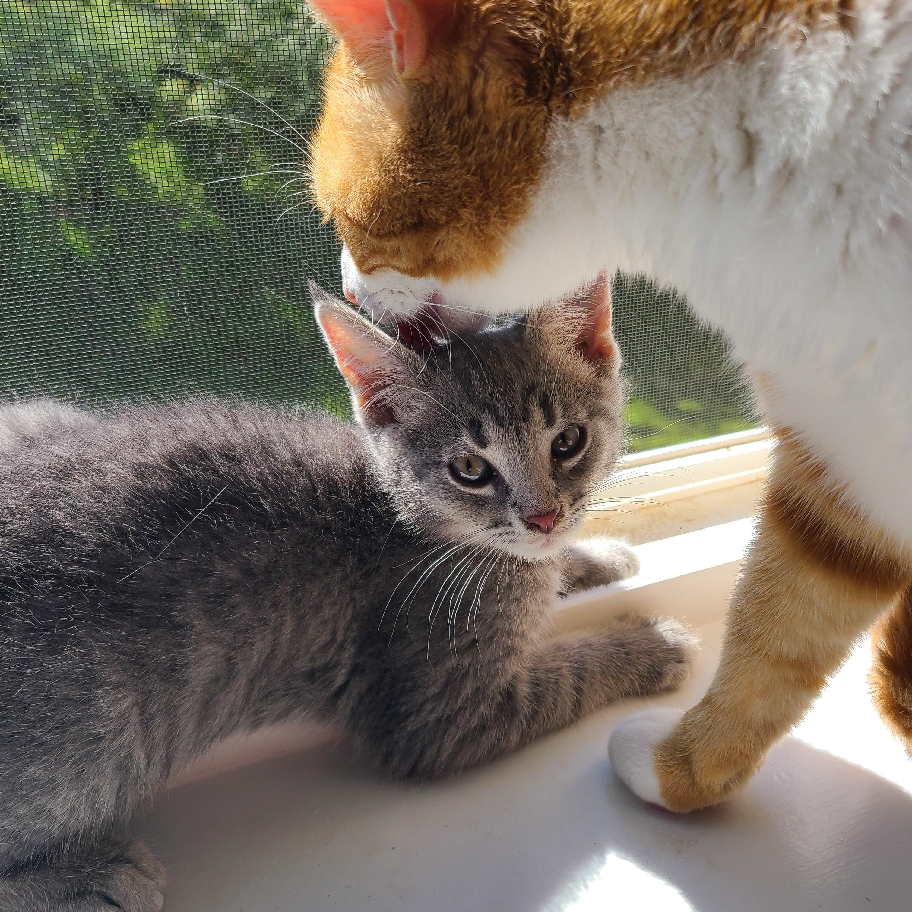 Enlarge Sprocket, a Adoptable Domestic Short Hair in Gerrardstown, WV image 4/5