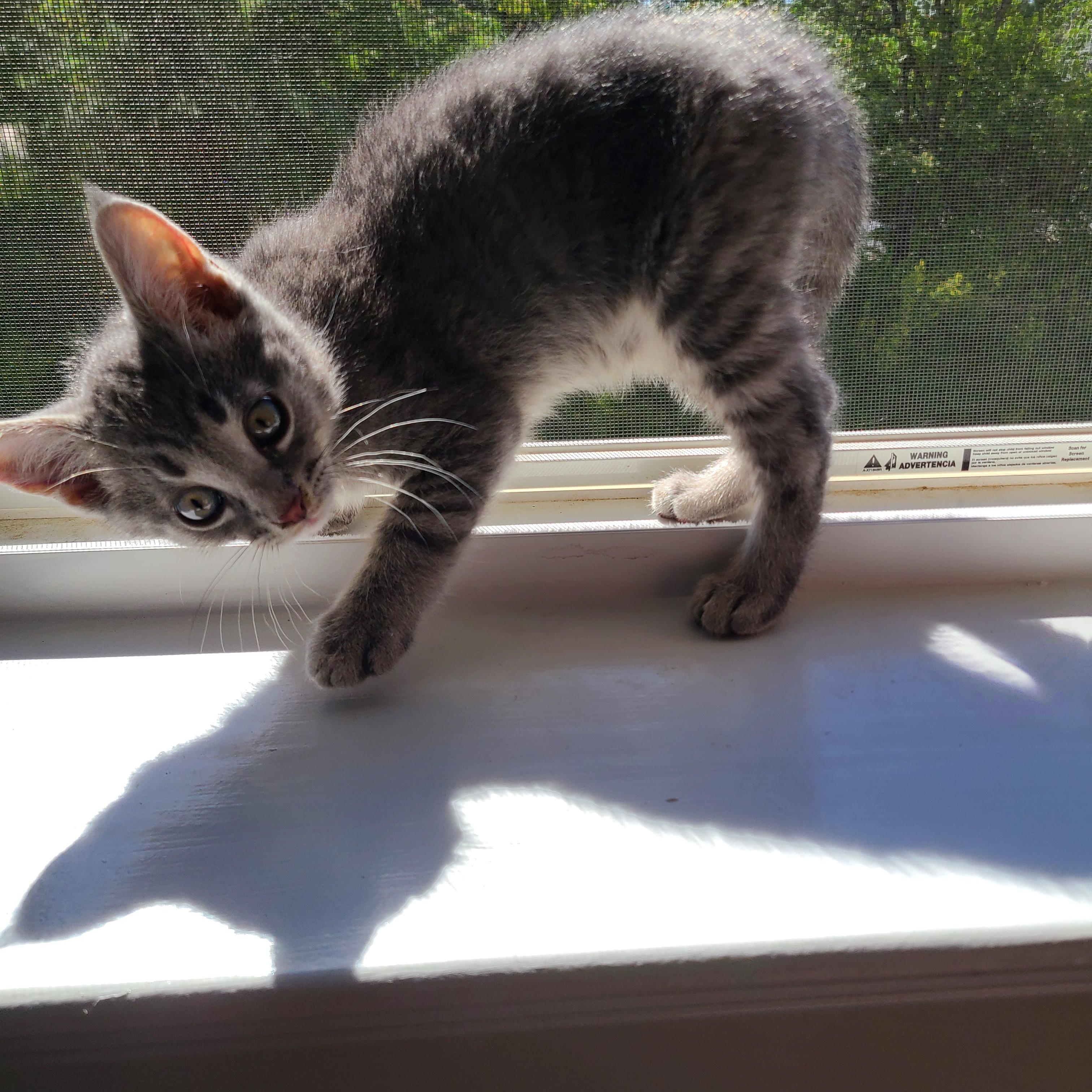 Sprocket, Adoptable, Kitten Male Domestic Short Hair.