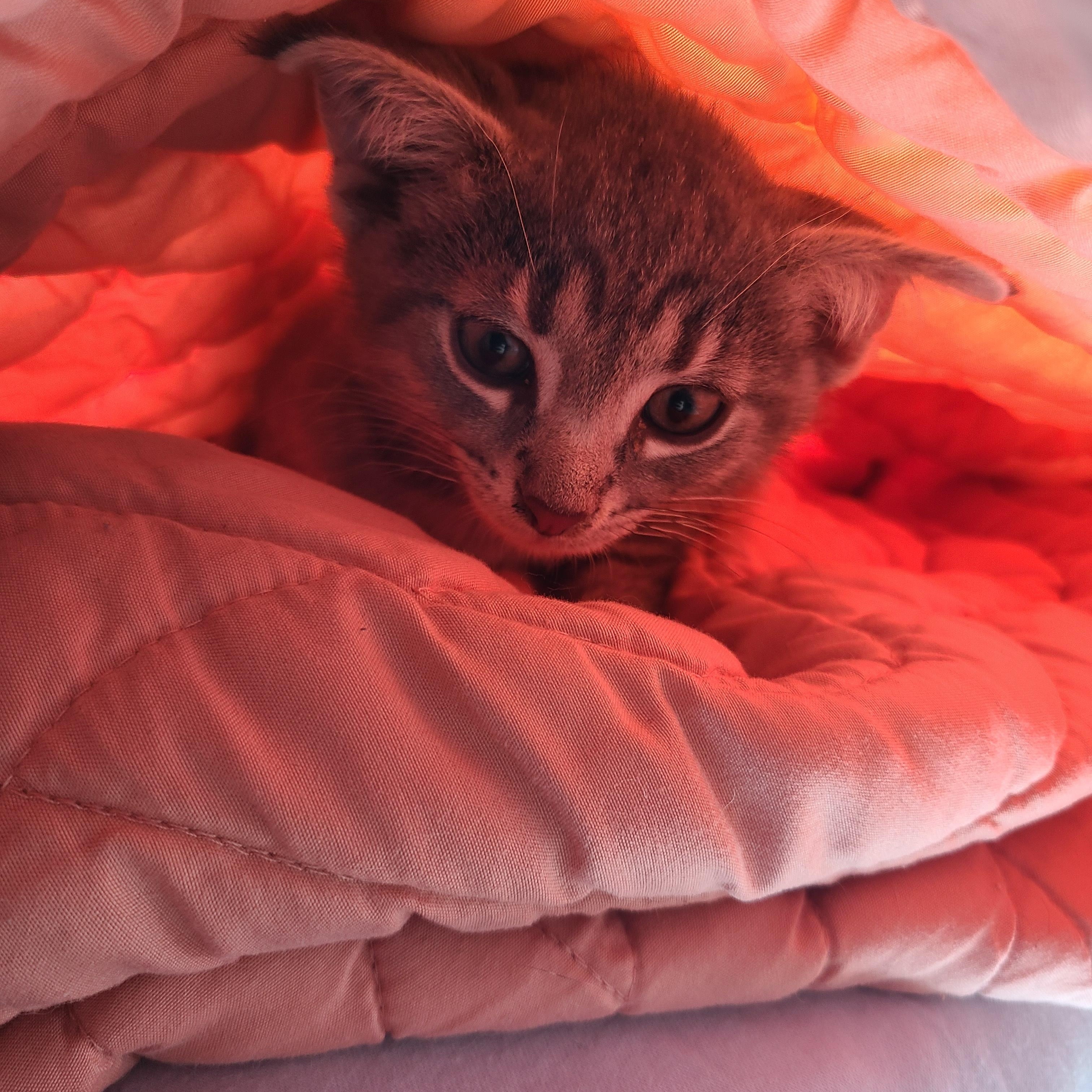Enlarge Sprocket, a Adoptable Domestic Short Hair in Gerrardstown, WV image 2/5