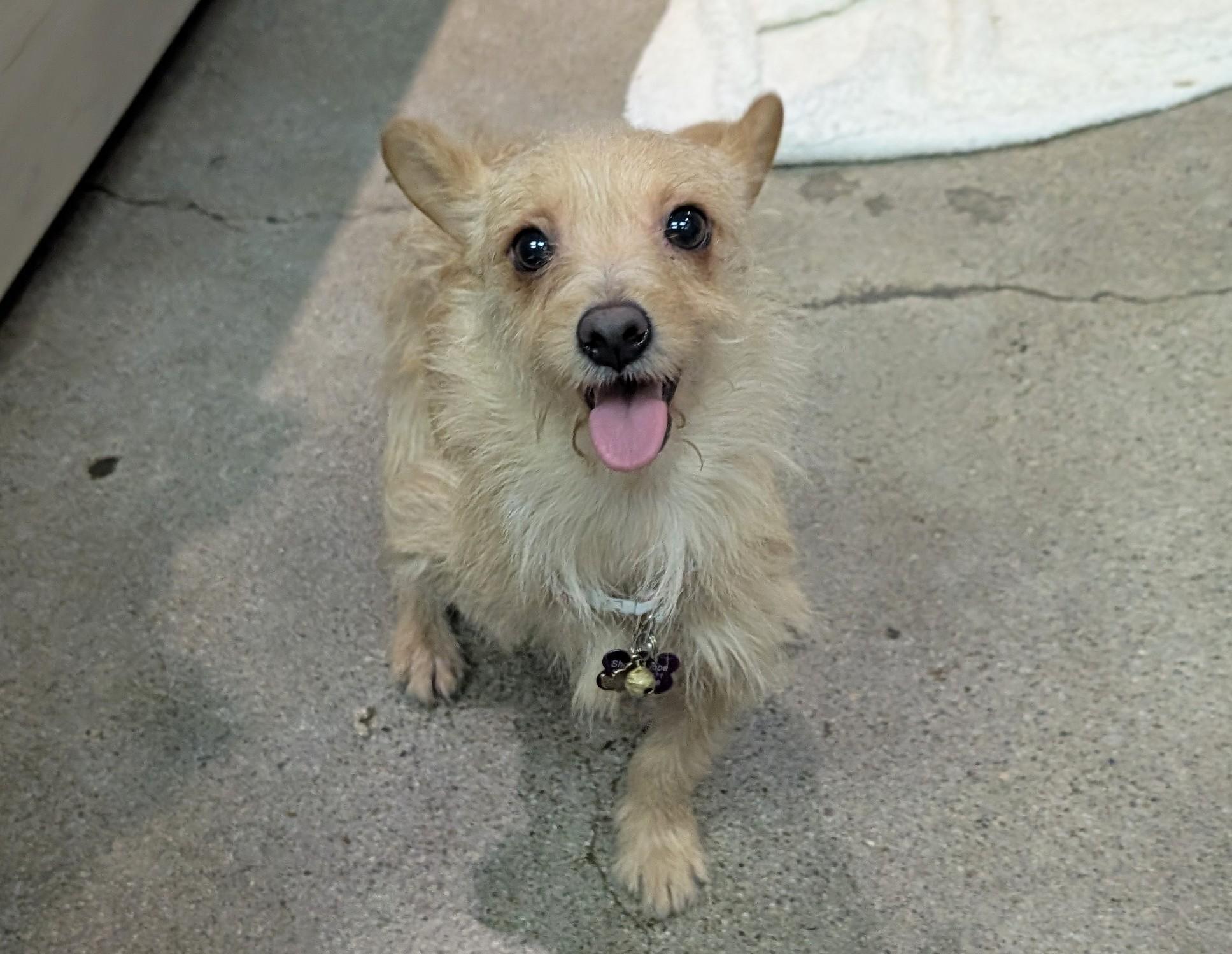 Enlarge Chickalita, a ADOPTABLE mixed breed in Thousand Oaks, CA image 1/2