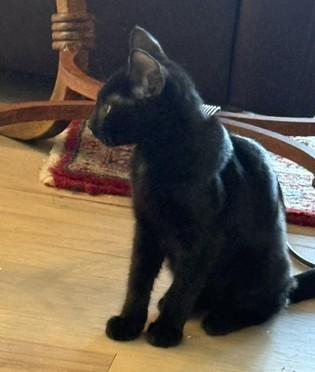Bynx - Little Shadow, Big Heart, a ADOPTABLE Domestic Short Hair in Prescott, AZ image 2/2