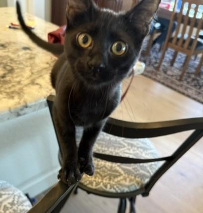 Bynx - Little Shadow, Big Heart, a ADOPTABLE Domestic Short Hair in Prescott, AZ image 1/2