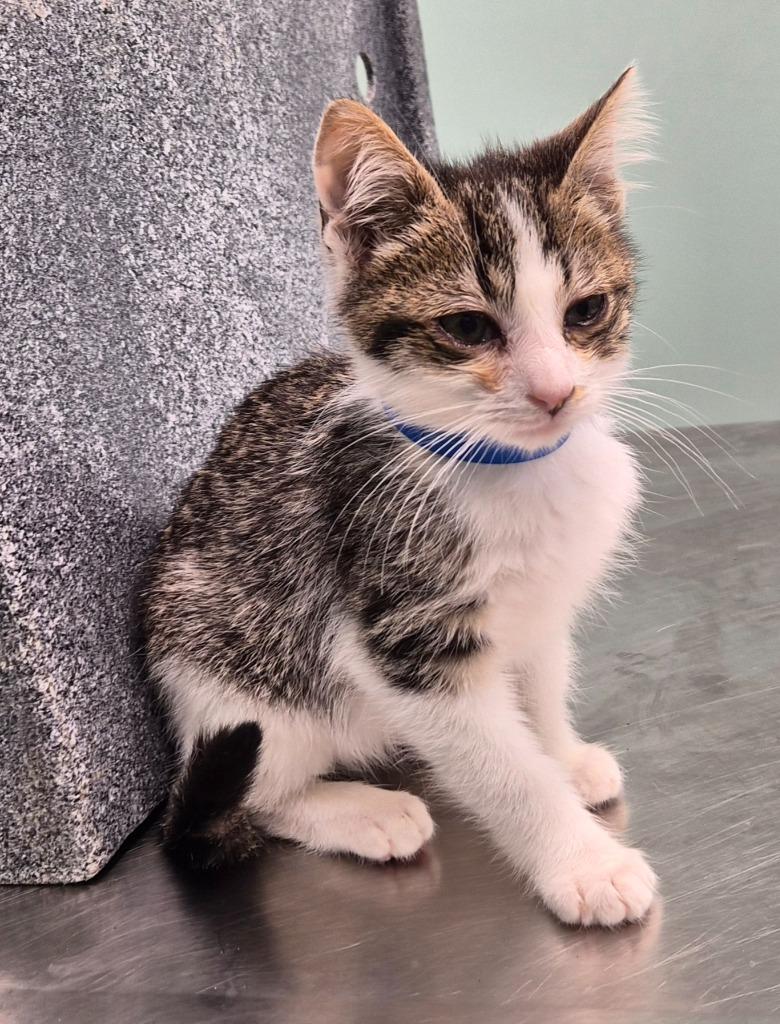 Lancelot, Adoptable, Kitten Male Domestic Short Hair.