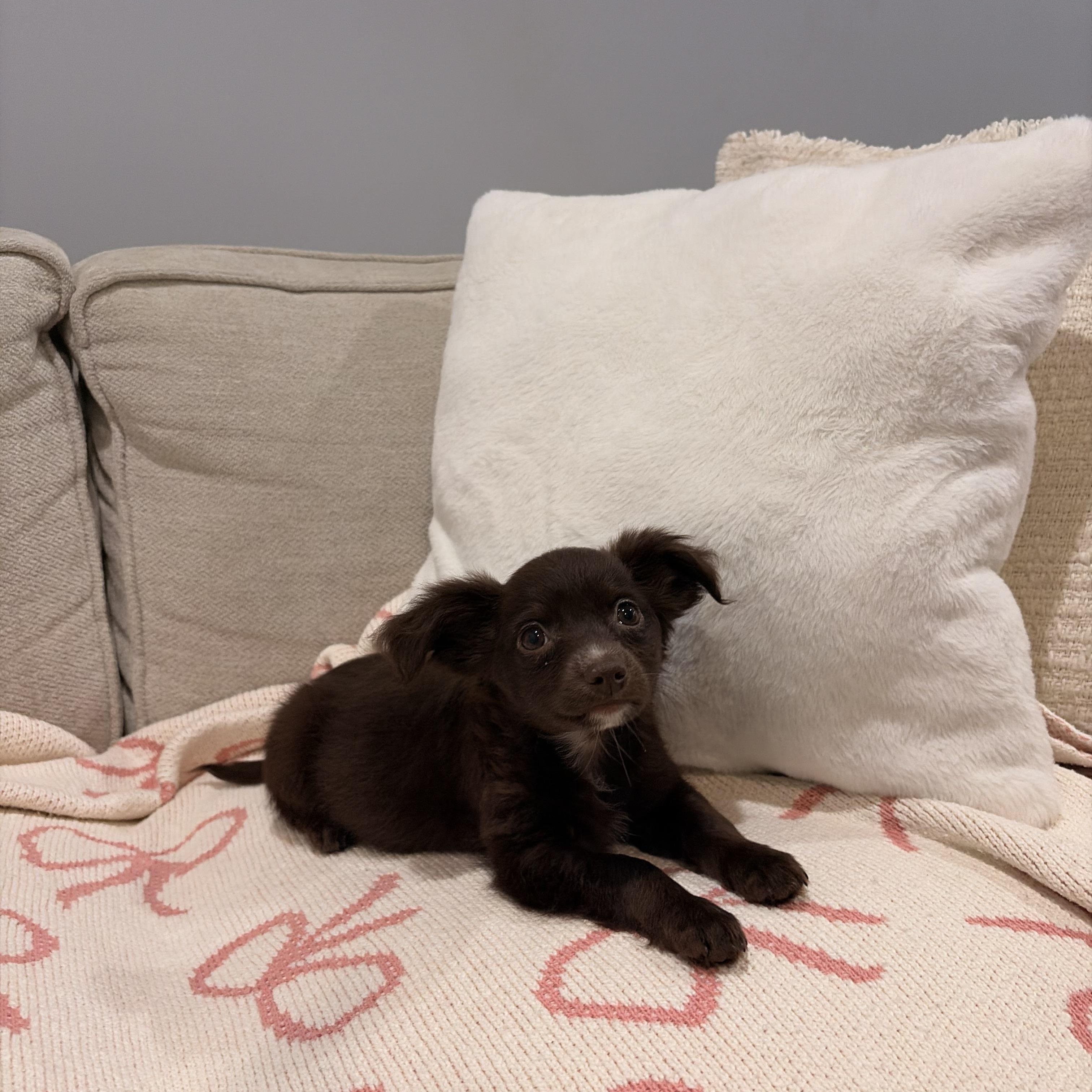 Amber, ADOPTABLE, Puppy Female Papillon & Chihuahua.