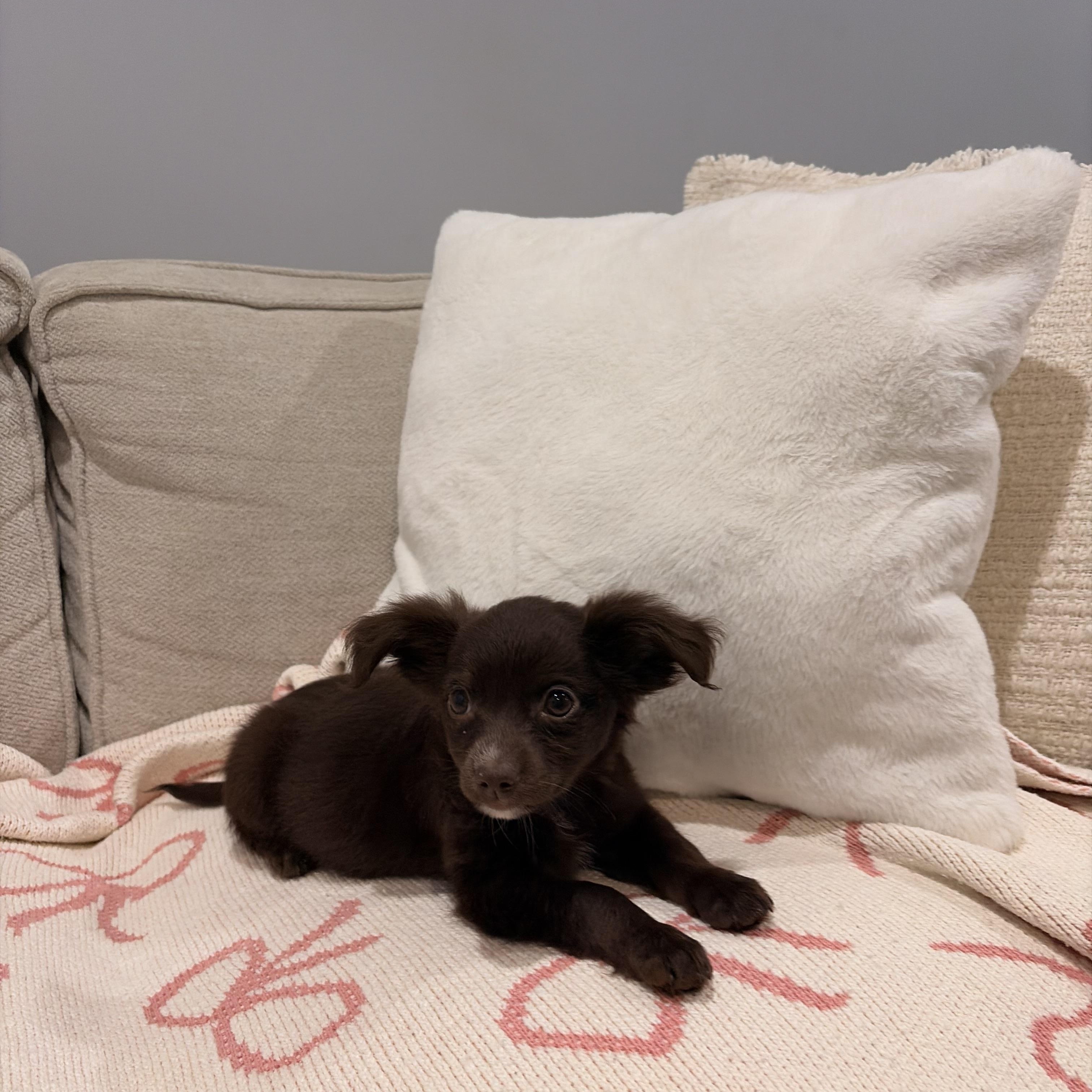 Enlarge Amber, a ADOPTABLE mixed breed in Torrance, CA image 3/3