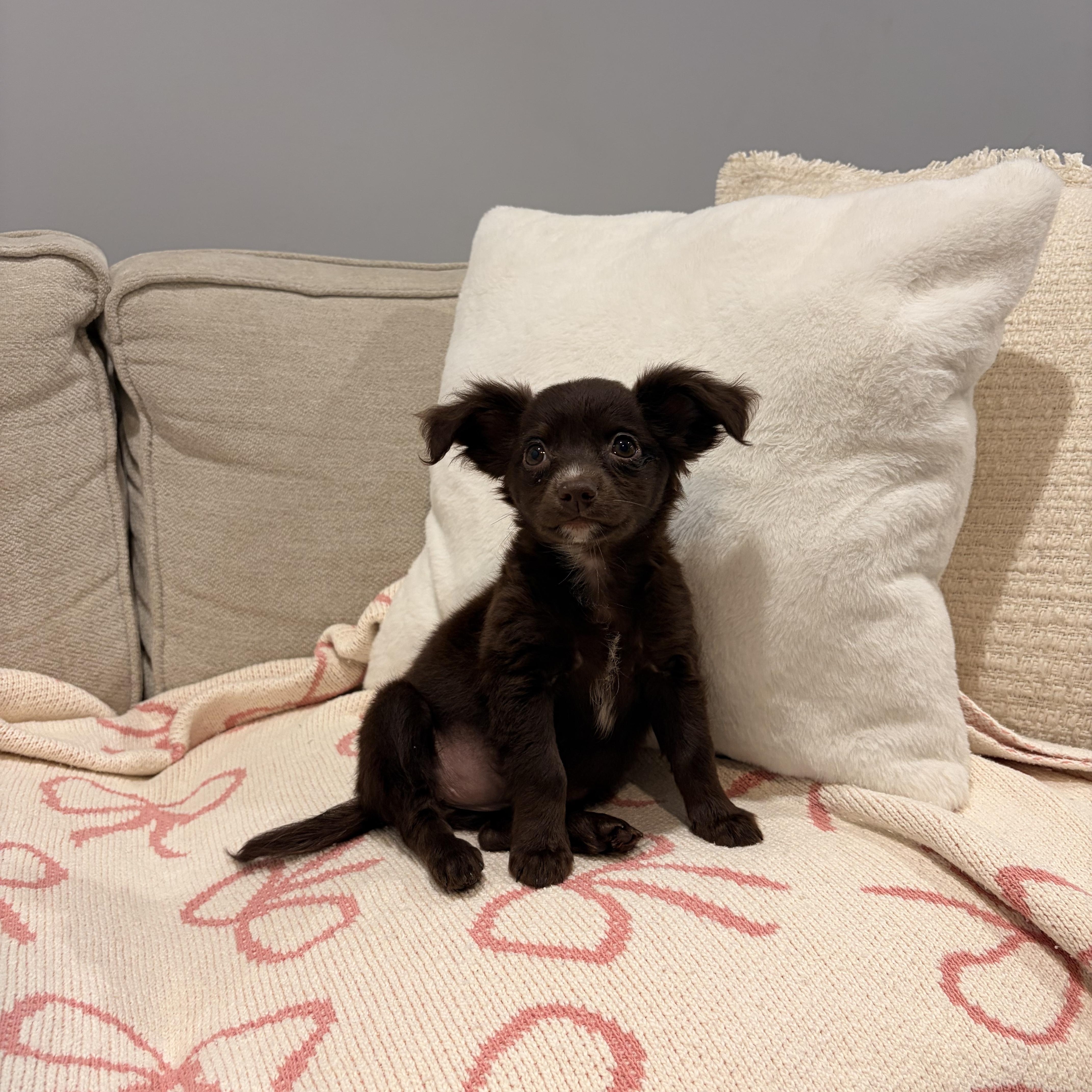 Enlarge Amber, a ADOPTABLE mixed breed in Torrance, CA image 2/3