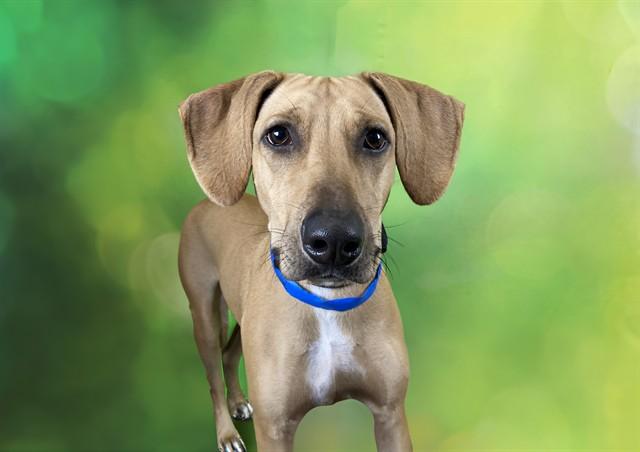RALPHIE, Adoptable, Young Male Australian Kelpie & Mixed Breed.
