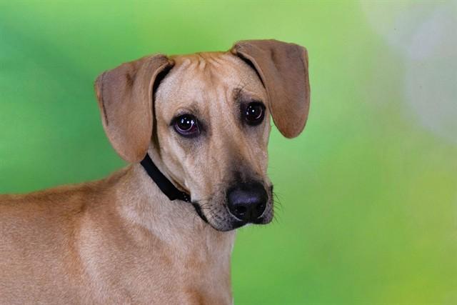 RALPHIE, Adoptable, Young Male English Coonhound & Mixed Breed.