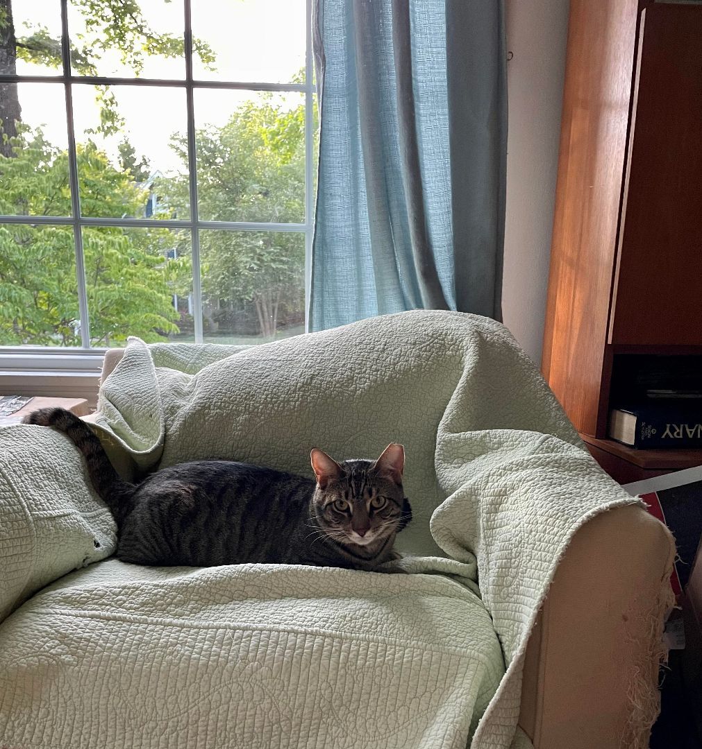 Enlarge Daniel, a Adoptable Domestic Short Hair in Rochester, NY image 1/9