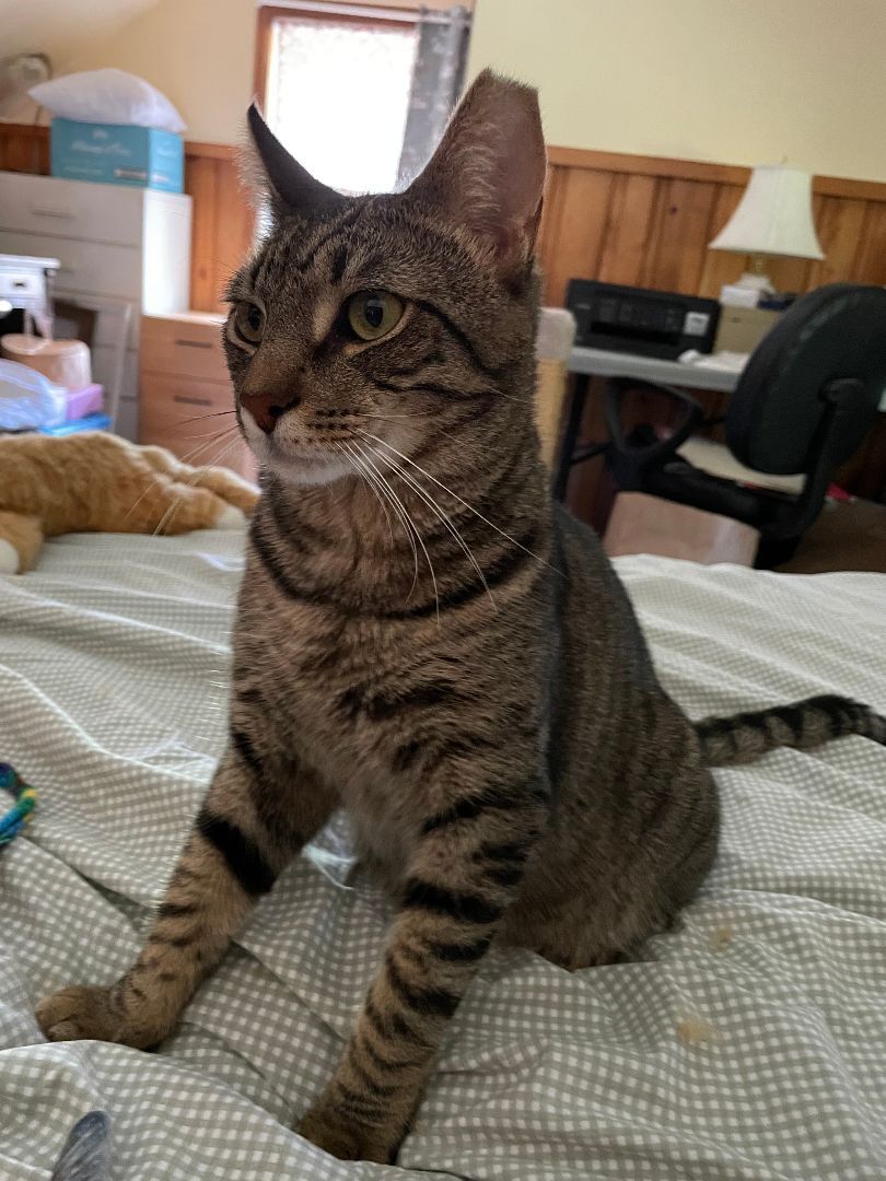 Enlarge Daniel, a Adoptable Domestic Short Hair in Rochester, NY image 2/9