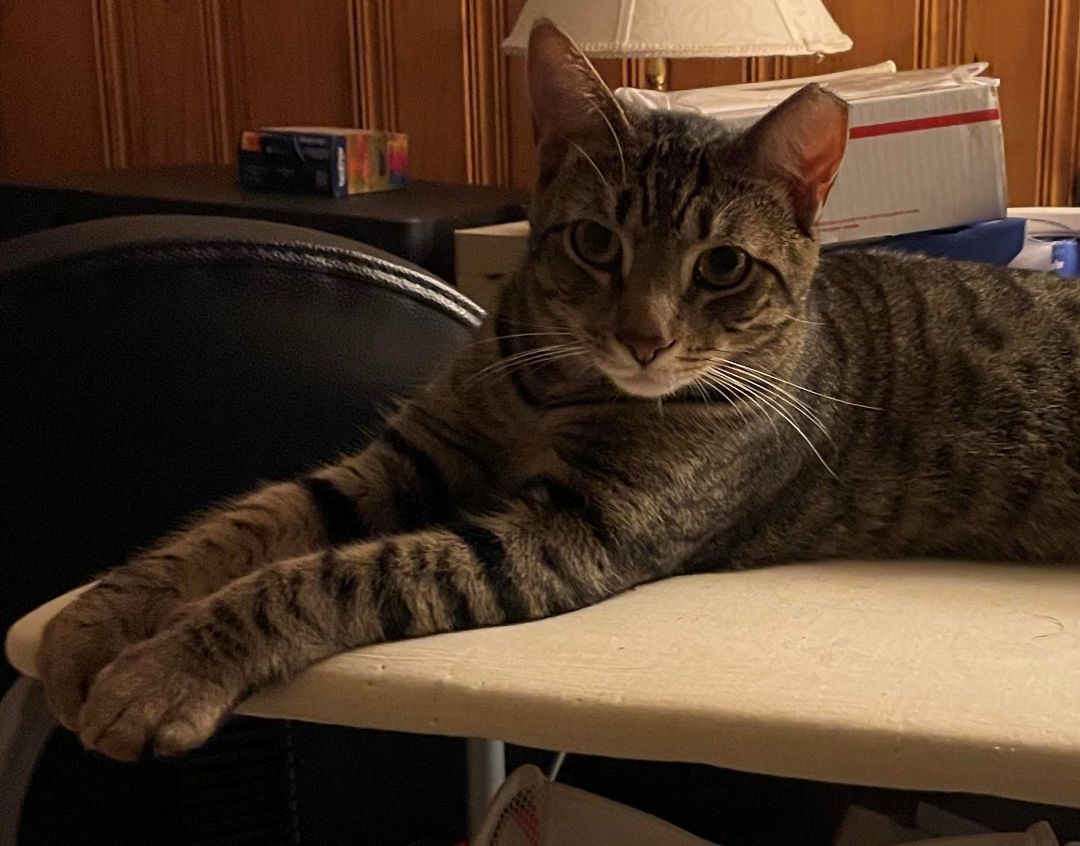 Enlarge Daniel, a Adoptable Domestic Short Hair in Rochester, NY image 3/9