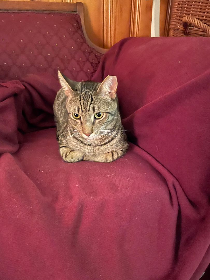 Enlarge Daniel, a Adoptable Domestic Short Hair in Rochester, NY image 4/9