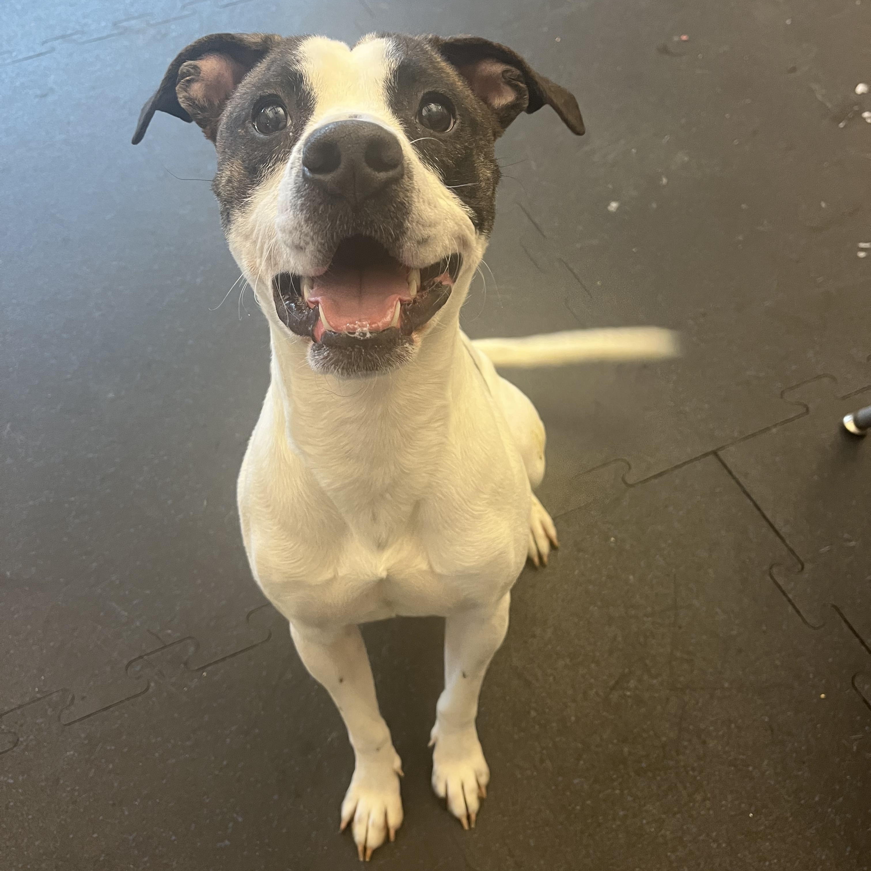 Dwight, a Adoptable mixed breed in Cedar Rapids, IA image 4/4