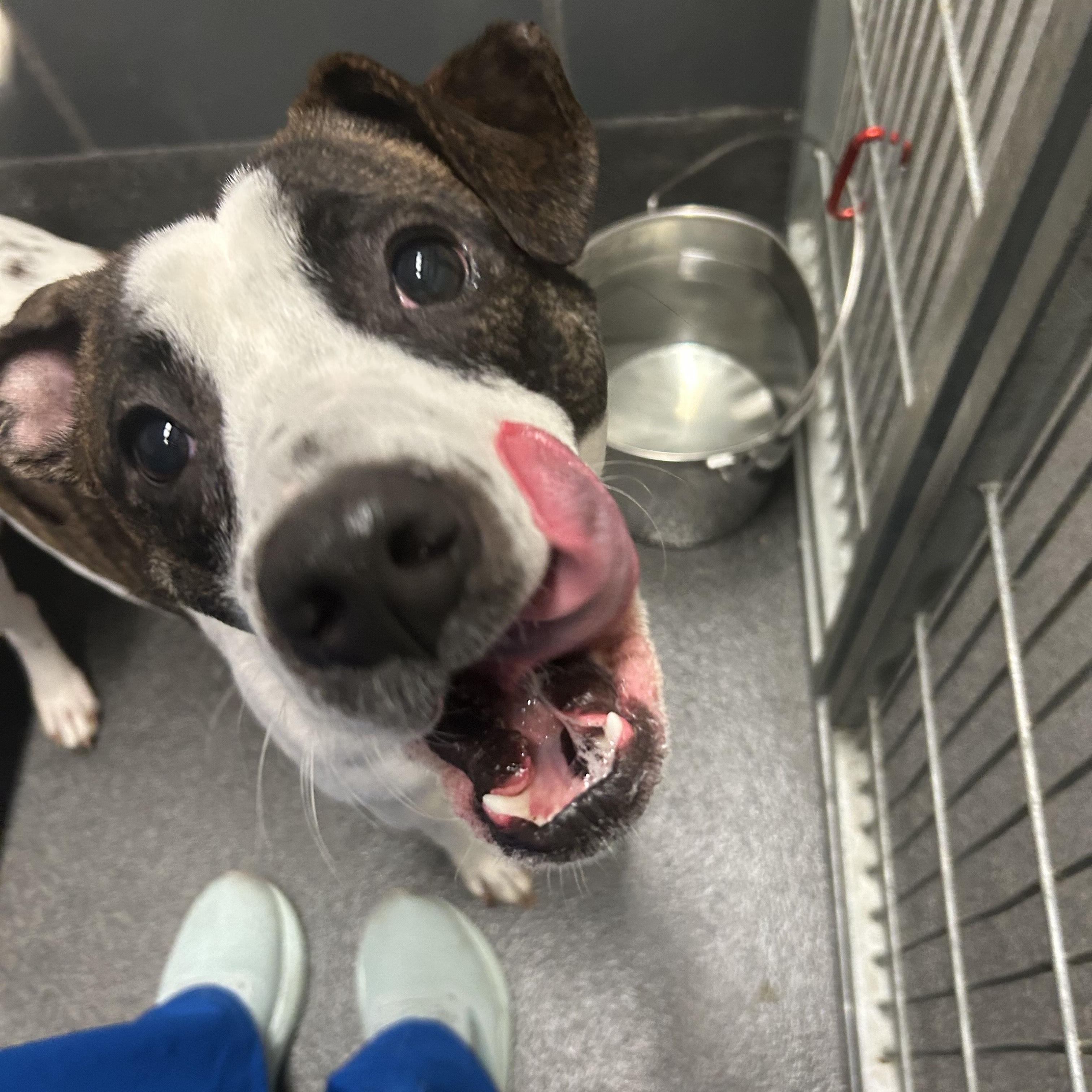 Dwight, a Adoptable mixed breed in Cedar Rapids, IA image 1/4