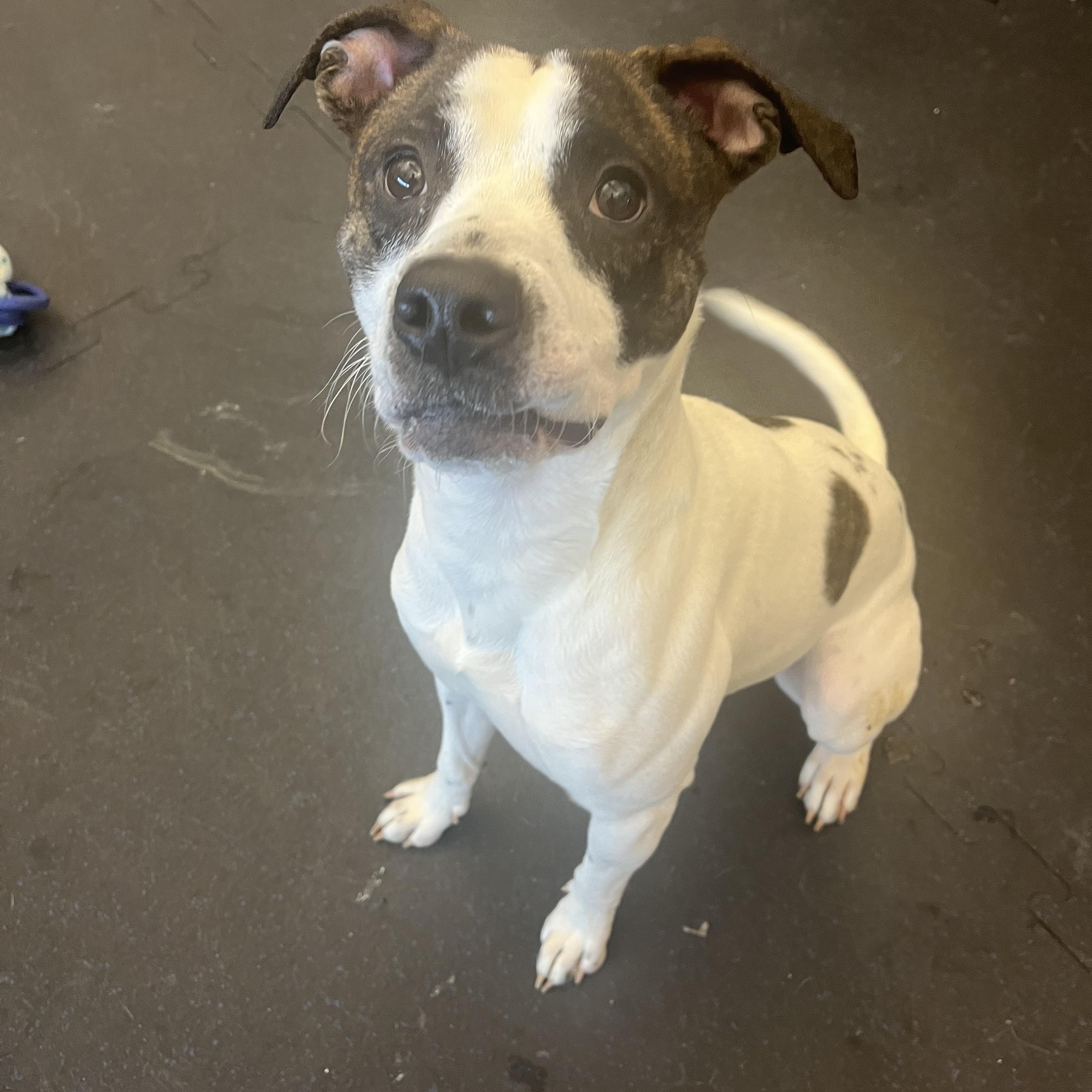 Dwight, a Adoptable mixed breed in Cedar Rapids, IA image 3/4