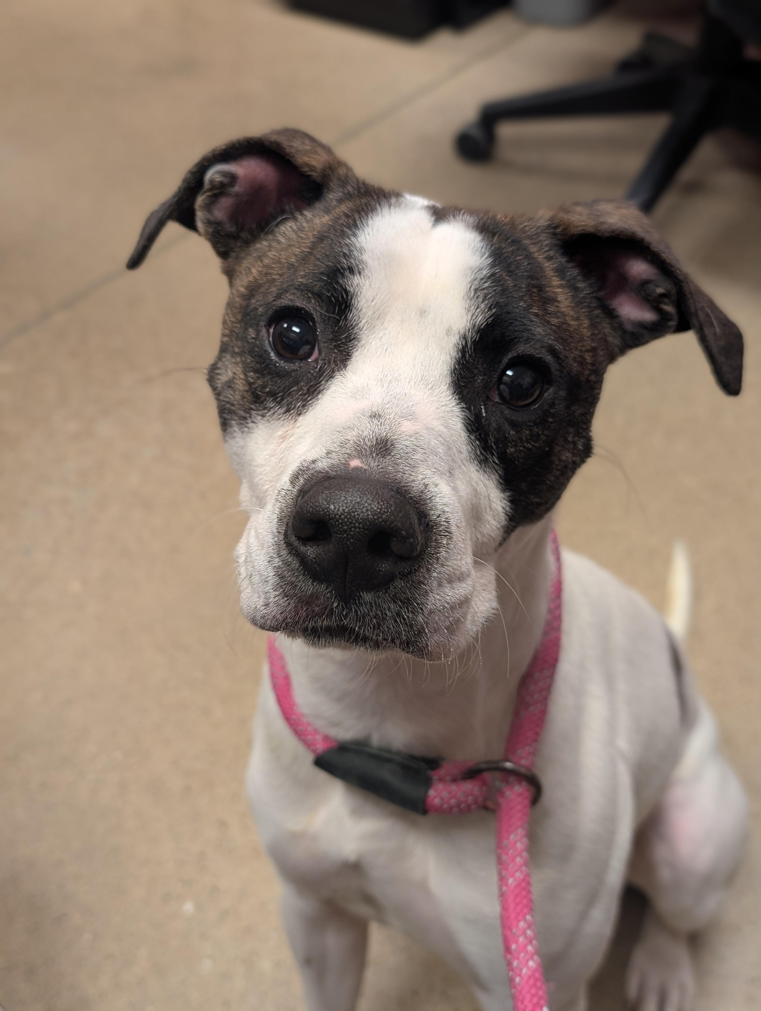 Dwight — thumbnail 4