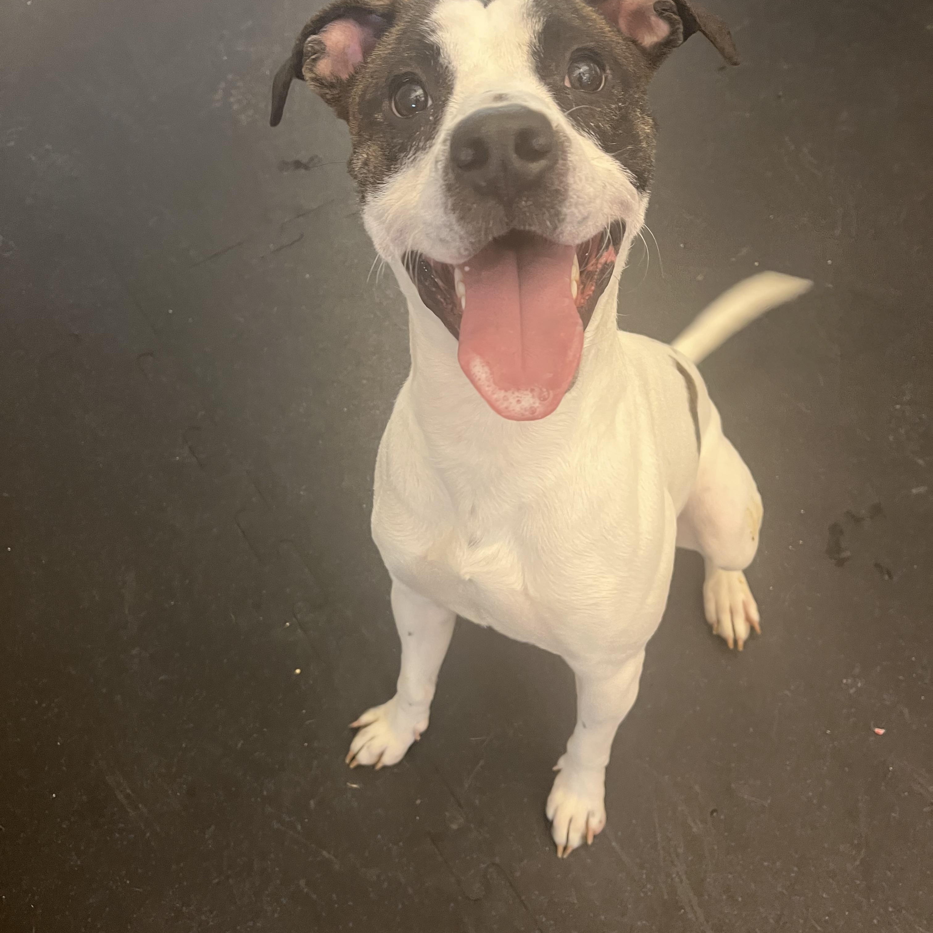 Dwight, a Adoptable mixed breed in Cedar Rapids, IA image 2/4