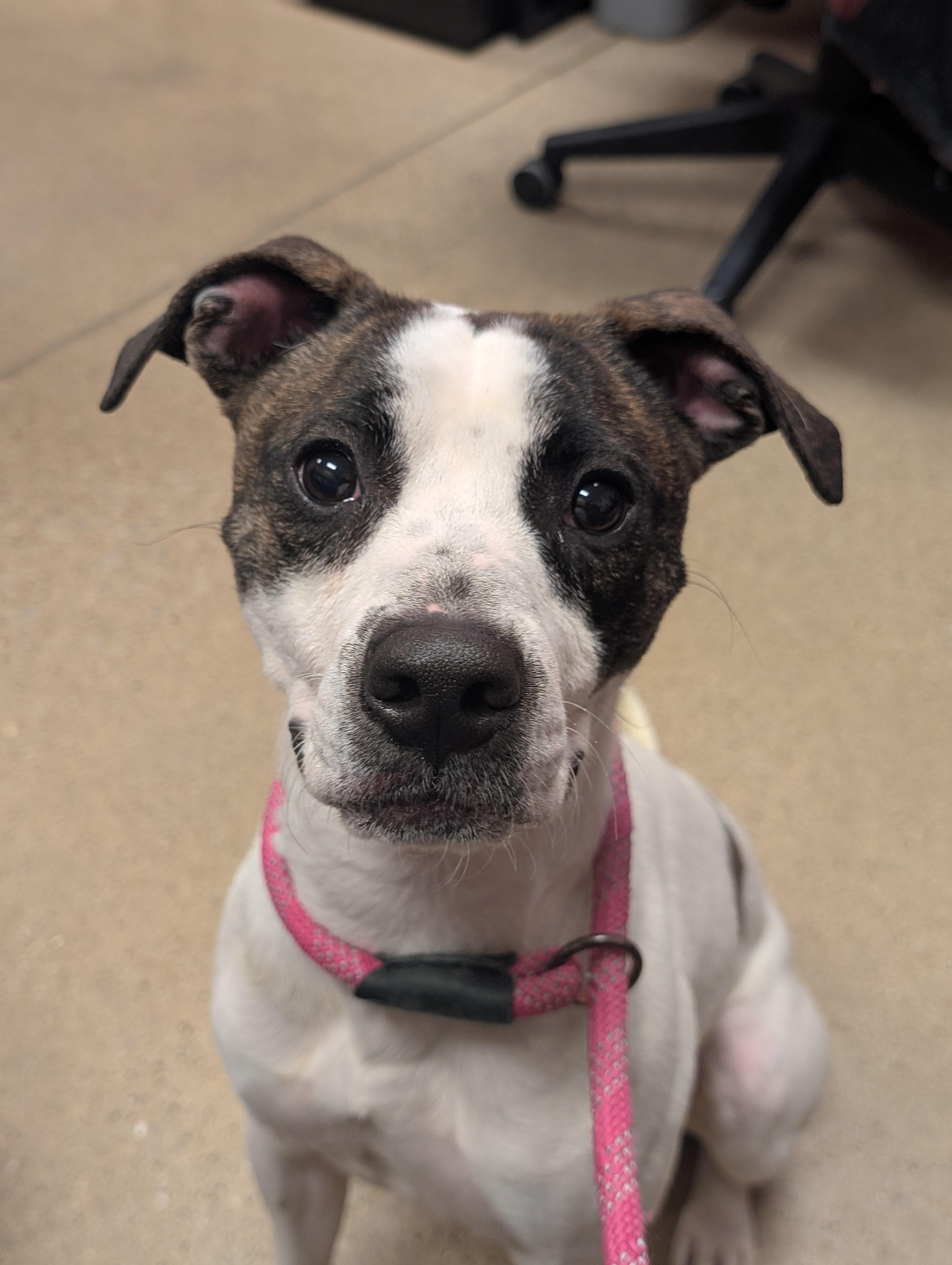 Dwight, Adoptable, Adult Male Terrier & Mixed Breed.