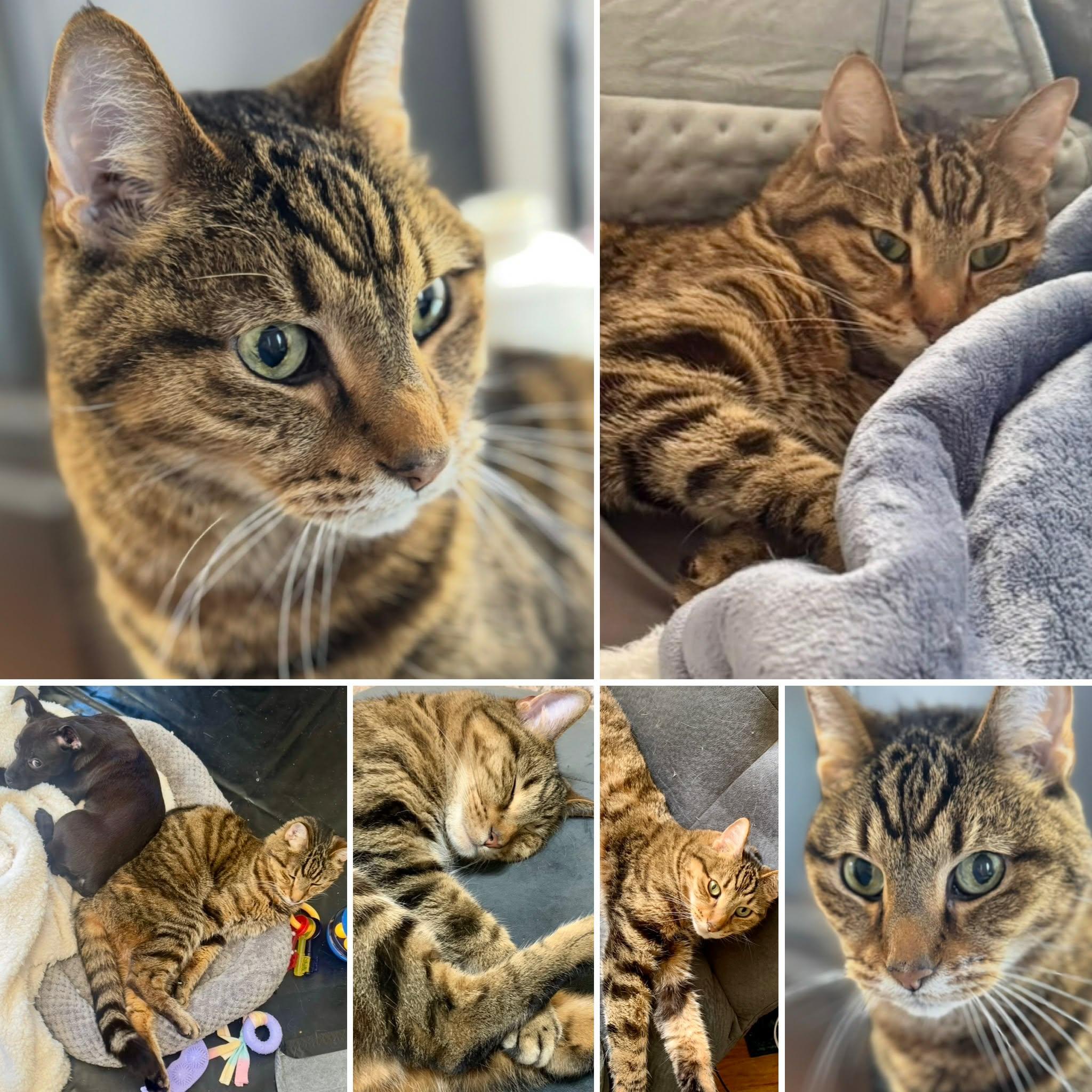 Teagan (courtesy listing), Adoptable, Senior Male Domestic Short Hair & Bengal.