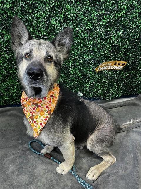 HARVEY, Adoptable, Adult Male German Shepherd Dog & Mixed Breed.